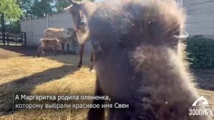 В Челябинском зоопарке родились два северных оленёнка