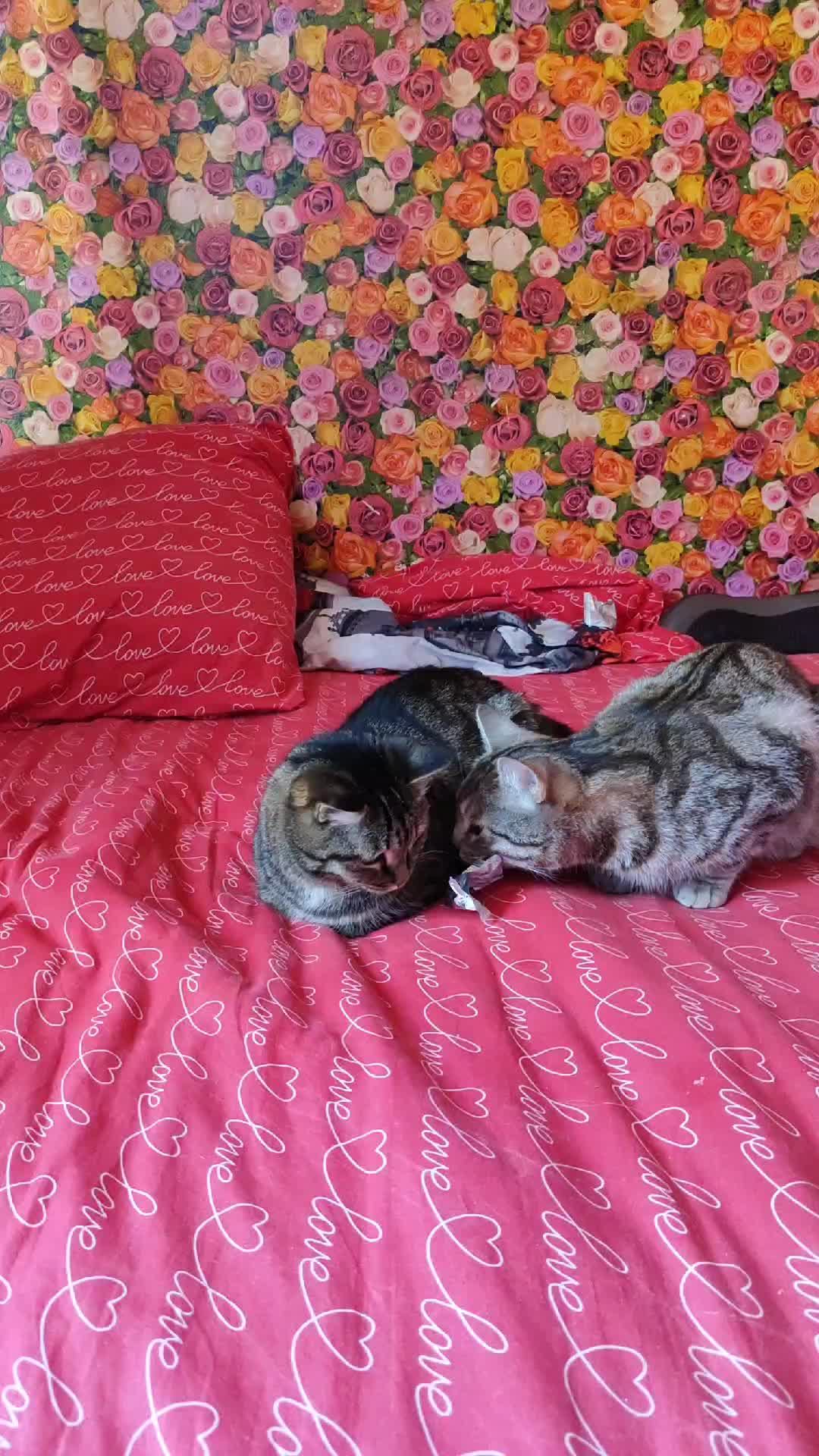 #котики смотреть онлайн