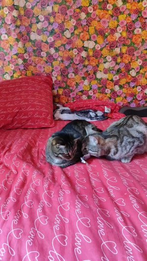 #котики