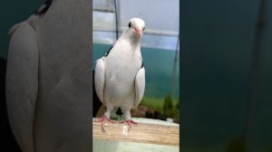 Птичка счастья. Белый голубь рухнул в дымоход.