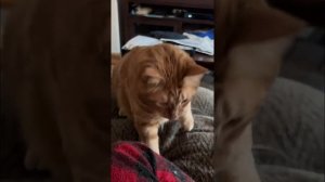 СМЕШНЫЕ КОТЫ 😺 2026 ЛУЧШИЕ ПРИКОЛЫ С КОТАМИ ,КОШКАМИ ,ЖИВОТНЫЕ,СМЕШНЫЕ ВИДЕО