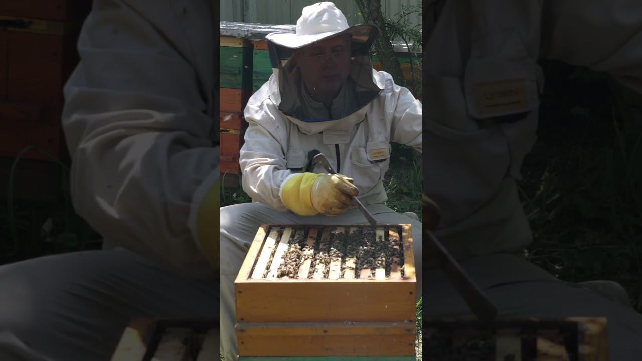 ГОТОВНОСТЬ СЕМЬИ К ВЫВОДУ МАТКИ  #пчеловодство