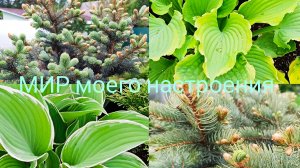 24.05.26 Дача.Проверим корневую у новых ёлок.
