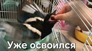 Птенец сороки в домашних условиях