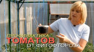 🍅Профилактика ТОМАТОВ от ФИТОФТОРОЗА.