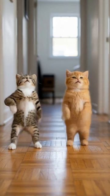Котики смотреть онлайн