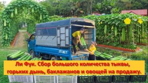 Ли Фук. Сбор большого количества тыквы, горьких дынь, баклажанов и овощей на продажу.