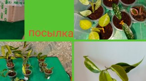 Распаковка посылки с новыми хойями