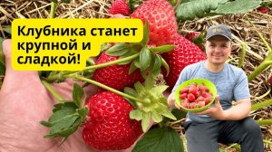 Эта подкормка клубники даёт крупную и сладкую ягоду 🍓🍓🍓 САД, ОГОРОД,СВОИМИ РУКАМИ