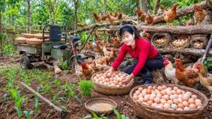 Заготовка большого количества куриных яиц для продажи. Посадка нового урожая кукурузы и сбор арбузов