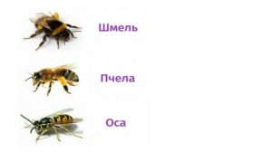 Развитие внимания у школьников. Занятие 10.