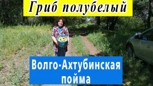 Гриб полубелый (желтый боровик). Май 2026