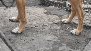 Оранжевый пёс