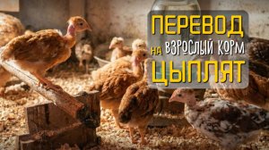 Голошейная и Доминант в 8 недель: меняю рацион и показываю обустройство 🏠