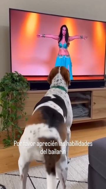 Танец живота 🤣🤣🤣🐶 смотреть онлайн