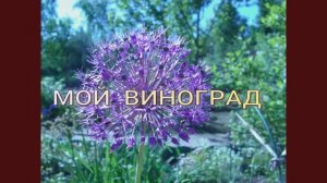 ВИНОГРАД  обрываю лишние побеги