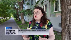 Городские водоемы Тюмени обработают от комаров