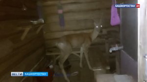 Косуля устроила погром в бане в Башкортостане