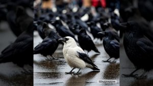 Одиночество в толпе. Автор стихов Анжелика Плетнева