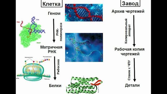 02 функции белков