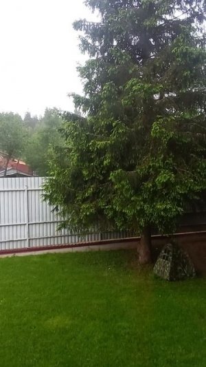 бордыщ (дождь) матвей