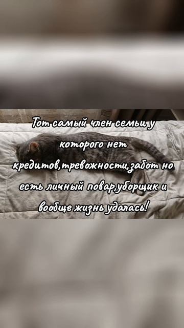 «В каждом доме есть тот, кому жизнь удалась: кот — хозяин положения с личным поваром и уборщиком!»
