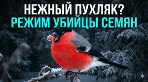 Снегирь: самая двуличная птица в природе | Почему этот пухляк опаснее, чем кажется