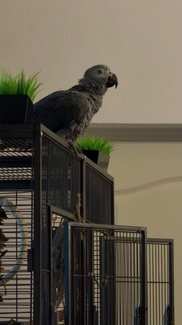 27-05-2026. Попугай 🦜 Жако. смотреть онлайн