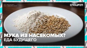 Мука из насекомых: какой будет еда в будущем? | Специальный репортаж — Москва 24