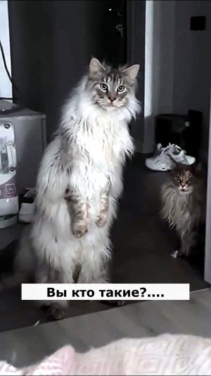 Хвостатые гости. Астральные котики #котик #нежность #юмор #прикол #шутка #позитив #настроение #отдых