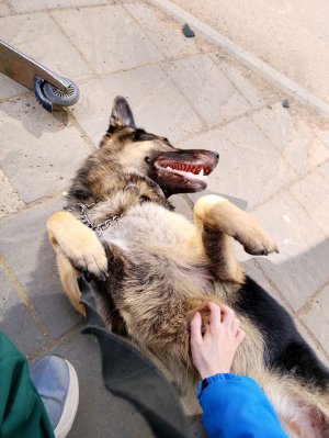 Гуляем с ЯРИКОМ ( рассказываем истории)😁