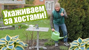 Как выращивать хосты: полив, подкормки защита от слизней