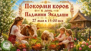 27.05.2026 Кормление коров онлайн в Падмини Экадаши