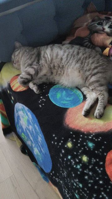 шортс кошачьего сна😴🤣