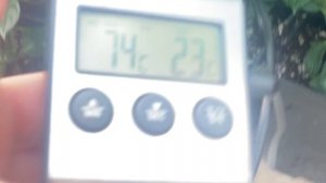 +32°C В Мае Спб на улице! А в теплице? Спасаю гортензии 🔥