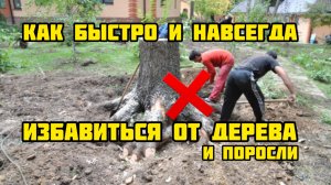 Как быстро и навсегда избавиться от дерева и поросли