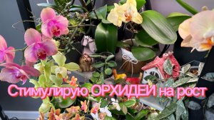Ухаживаю за ОрХиДеЯмИ 🌸 Полив с удобрением ✅ #орхидеи