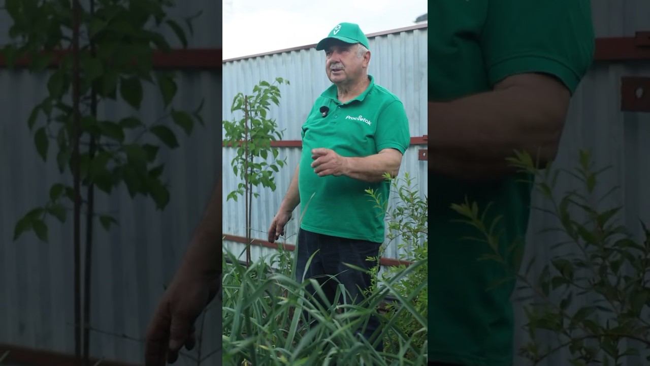 Всегда поливаю этим чеснок в июне! Вырастает с кулак, не гниет, а луковая муха облетает стороной