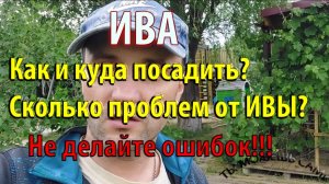 ИВА Как и куда посадить? Сколько проблем от ИВЫ? Не делайте ошибок!