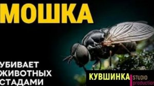 Мошка крошечный убийца