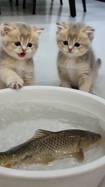 Котики смотреть онлайн