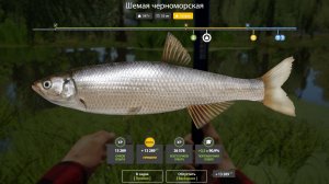 ШЕМАЯ ЧЕРНОМОРСКАЯ ТРОФЕЙ!!!СЕВЕРСКИЙ ДОНЕЦ - РУССКАЯ РЫБАЛКА 4