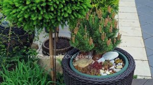 🌿Заглянем в зимний сад? Показываем, кто пережил холода! 🌱