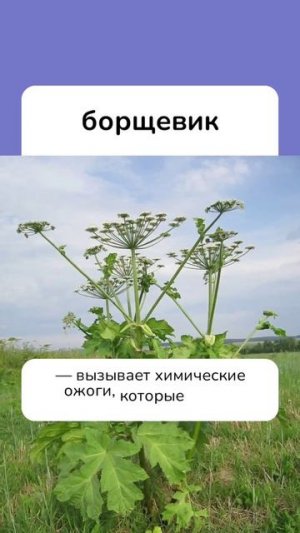 Пять опасных растений