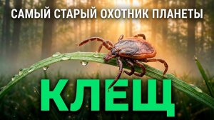 Клещ. Вся биология маленького охотника, который правит лесом