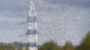 «Съели за час»: российские регионы переживают массовое нашествие комаров и мошек