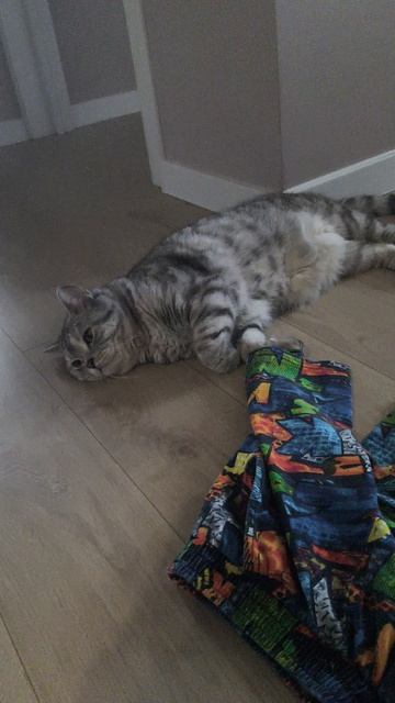 боевой кот🤣