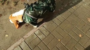 Бассет несет СЛУЖБУ!
Прячьтесь все, у кого совесть нечиста!