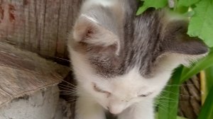 как пройти бэкрум игра с котятами роблокс