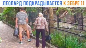 Дикий леопард подкрадывается к зебре)) Приколы